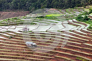 Rice fields on terraced at Chiang Mai, Thailand.