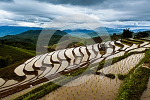 Rice fields on terraced at Chiang Mai, Thailand.