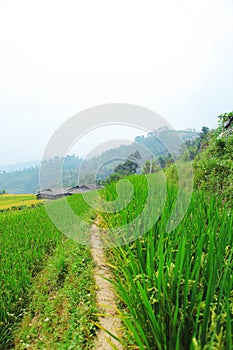 Rice fields on terraced. Fields are prepared for planting rice. Ban Phung, Huyen Hoang Su Phi, Ha Giang Province. Northern Vietnam