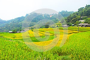 Rice fields on terraced. Fields are prepared for planting rice. Ban Phung, Huyen Hoang Su Phi, Ha Giang Province. Northern Vietnam