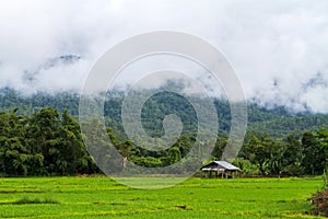 Rice fields on terraced of  Mae Chaem, Chiang Mai, Thailand