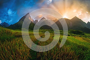 Rice fields on terraced with Mount Fansipan background at sunset in Lao Cai, Northern Vietnam. Fansipan is a mountain in Vietnam,