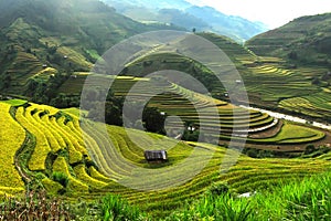 Rice fields on terraced of Mu Cang Chai