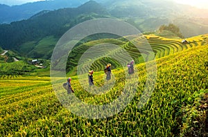 Rice fields terraced of Mu Cang Chai,Vietnam