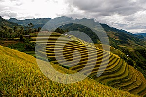 Rice fields on terraced of Mu Cang Chai, YenBai.