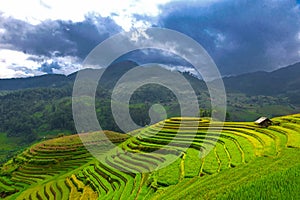 Rice fields on terraced of Mu Cang Chai, YenBai, agriculture Vietnam, photo