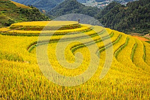 Rice fields on terraced of Mu Cang Chai, YenBai, Vietnam