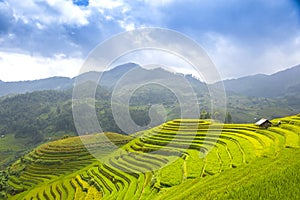 Rice fields on terraced of Mu Cang Chai, YenBai photo