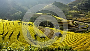 Rice fields on terraced of Mu Cang Chai, YenBai, Vietnam. photo