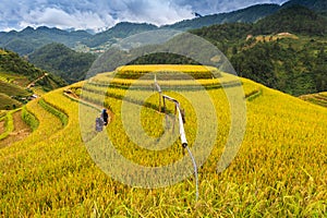 Rice fields on terraced of Mu Cang Chai, YenBai, Vietnam