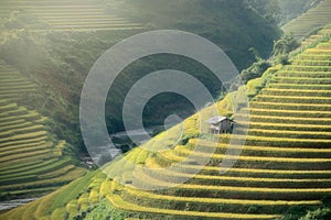 Rice fields on terraced of Mu Cang Chai, YenBai, Vietnam. Rice f