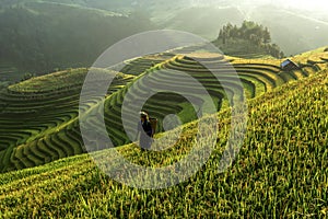 Rice fields on terraced of Mu Cang Chai, YenBai, Vietnam. Rice f