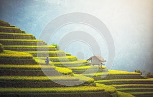 Rice fields on terraced of Mu Cang Chai photo