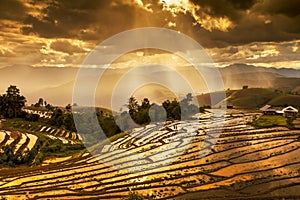 The rice fields on terraced in north Thailand, Mae jam, Chiang M