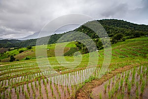 Rice fields on terraced of Pa Pong Pieng, Mae Chaem, Chiang Mai, Thailand - Vibrant color effect