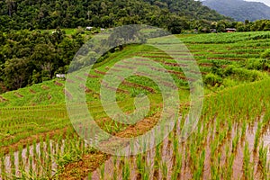 Rice fields on terraced of Pa Pong Pieng, Mae Chaem, Chiang Mai, Thailand - Vibrant color effect