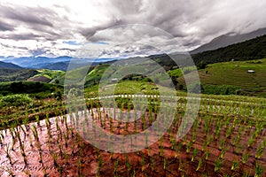 Rice fields on terraced of Pa Pong Pieng, Mae Chaem, Chiang Mai, Thailand - Vibrant color effect