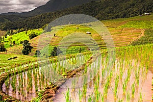 Rice fields on terraced of Pa Pong Pieng, Mae Chaem, Chiang Mai, Thailand - Vibrant color effect