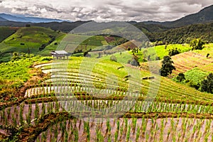 Rice fields on terraced of Pa Pong Pieng, Mae Chaem, Chiang Mai, Thailand - Vibrant color effect