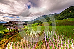 Rice fields on terraced of Pa Pong Pieng, Mae Chaem, Chiang Mai, Thailand - Vibrant color effect