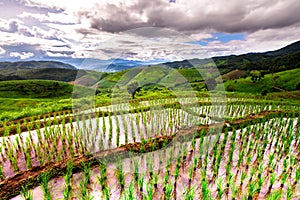 Rice fields on terraced of Pa Pong Pieng, Mae Chaem, Chiang Mai, Thailand - Vibrant color effect