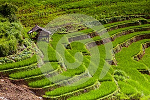 Rice fields on terraced of Pa Pong Pieng, Mae Chaem, Chiang Mai, Thailand - Vibrant color effect