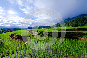 Rice fields on terraced of Pa Pong Pieng, Mae Chaem, Chiang Mai, Thailand - Vibrant color effect