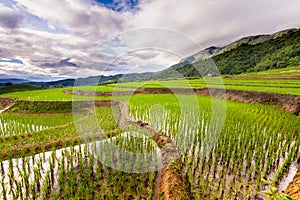 Rice fields on terraced of Pa Pong Pieng, Mae Chaem, Chiang Mai, Thailand - Vibrant color effect