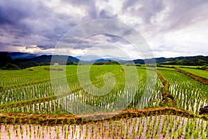 Rice fields on terraced of Pa Pong Pieng, Mae Chaem, Chiang Mai, Thailand - Vibrant color effect