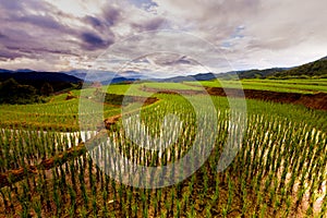 Rice fields on terraced of Pa Pong Pieng, Mae Chaem, Chiang Mai, Thailand - Vibrant color effect