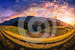 Rice fields on terraced with pine tree at sunset in Mu Cang Chai, YenBai, Vietnam.