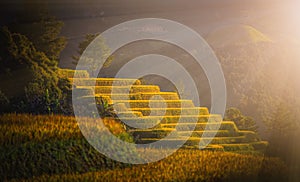 Rice fields on terraced with pine tree at sunset in Mu Cang Chai, YenBai, Vietnam.