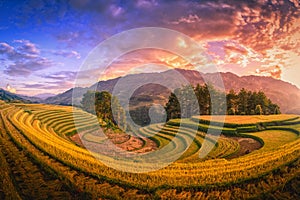 Rice fields on terraced with pine tree at sunset in Mu Cang Chai, YenBai, Vietnam. photo