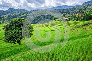 Rice fields on terraced in rainny season at Chiang Mai , Thailand