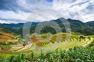 Rice fields on terraced in rainny season at Mu Cang Chai, Yen Bai, Vietnam.