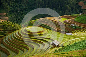 Rice fields on terraced in rainny season at Mu Cang Chai, Yen Bai, Vietnam.