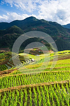 Rice fields on terraced in rainny season at Mu Cang Chai, Yen Bai, Vietnam.