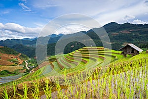 Rice fields on terraced in rainny season at Mu Cang Chai, Yen Bai, Vietnam.