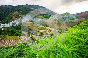 Rice fields on terraced in rainny season at Mu Cang Chai, Yen Bai, Vietnam.