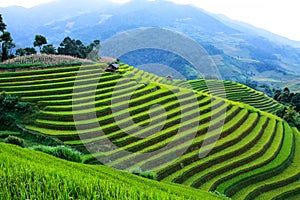 Rice fields on terraced in rainny season at Mu Cang Chai, Yen Bai, Vietnam