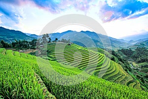 Rice fields on terraced in rainny season at Mu Cang Chai, Yen Bai, Vietnam