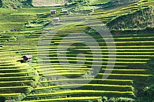 Rice fields on terraced in rainny season at Mu Cang Chai, Yen Bai, Vietnam