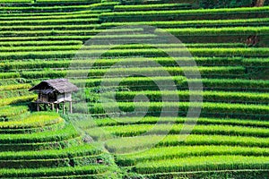 Rice fields on terraced in rainny season at Mu Cang Chai, Yen Bai, Vietnam