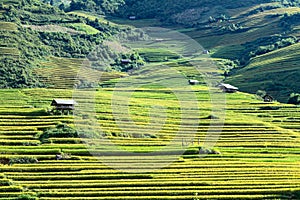 Rice fields on terraced in rainny season at Mu Cang Chai, Yen Bai, Vietnam