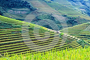 Rice fields on terraced in rainny season at Mu Cang Chai, Yen Bai, Vietnam