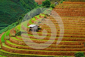 Rice fields on terraced in rainny season at Mu Cang Chai, Yen Bai, Vietnam.