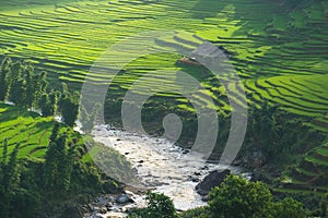 Rice fields on terraced in rainny season at SAPA, Lao Cai, Vietnam.