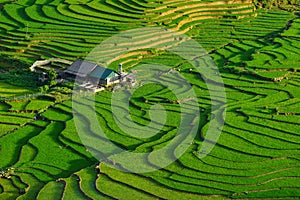 Rice fields on terraced in rainny season at SAPA, Lao Cai, Vietnam.