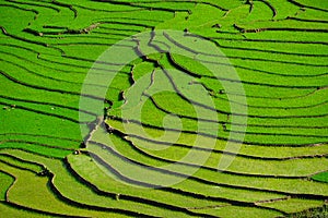 Rice fields on terraced in rainny season at SAPA, Lao Cai, Vietnam.