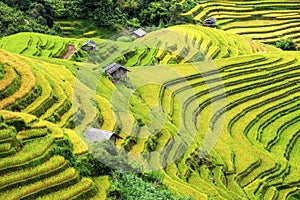 Rice fields terraced and small Village in vietnam